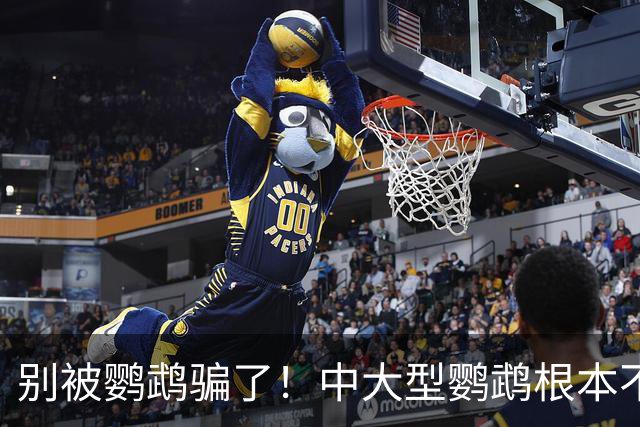 别被鹦鹉骗了！中大型鹦鹉根本不是宠物，是会飞的野生猛禽！
